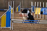 wedstrijd agility friends zondag
