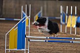 wedstrijd agility friends zondag