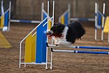 wedstrijd agility friends zondag