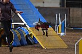 wedstrijd agility friends zondag