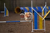 wedstrijd agility friends zondag