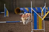 wedstrijd agility friends zondag