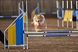 wedstrijd agility friends zondag