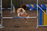 wedstrijd agility friends zondag