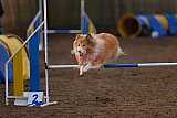wedstrijd agility friends zondag