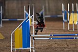 wedstrijd agility friends zondag