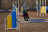 wedstrijd agility friends zondag