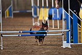 wedstrijd agility friends zondag