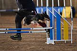 wedstrijd agility friends zondag
