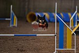 wedstrijd agility friends zondag