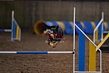 wedstrijd agility friends zondag