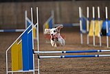 wedstrijd agility friends zondag