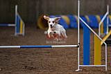 wedstrijd agility friends zondag