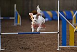 wedstrijd agility friends zondag