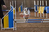 wedstrijd agility friends zondag