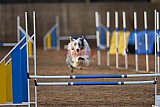 wedstrijd agility friends zondag