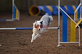 wedstrijd agility friends zondag
