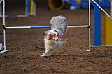 wedstrijd agility friends zondag