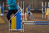 wedstrijd agility friends zondag