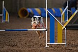 wedstrijd agility friends zondag