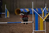 wedstrijd agility friends zondag