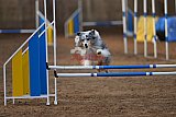wedstrijd agility friends zondag