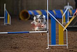wedstrijd agility friends zondag