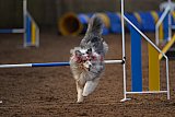 wedstrijd agility friends zondag