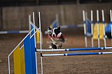wedstrijd agility friends zondag