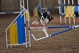 wedstrijd agility friends zondag