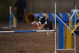wedstrijd agility friends zondag