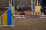 wedstrijd agility friends zondag