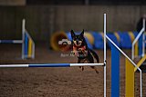 wedstrijd agility friends zondag