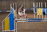 wedstrijd agility friends zondag