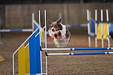 wedstrijd agility friends zondag