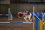 wedstrijd agility friends zondag