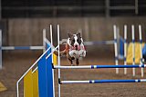 wedstrijd agility friends zondag