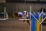 wedstrijd agility friends zondag