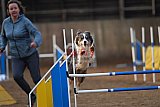 wedstrijd agility friends zondag