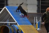 wedstrijd agility friends zondag