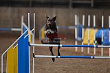 wedstrijd agility friends zondag