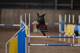 wedstrijd agility friends zondag