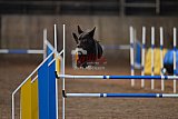 wedstrijd agility friends zondag