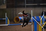 wedstrijd agility friends zondag