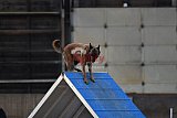 wedstrijd agility friends zondag