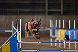wedstrijd agility friends zondag