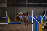 wedstrijd agility friends zondag
