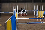 wedstrijd agility friends zondag