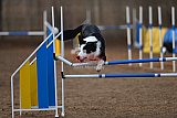 wedstrijd agility friends zondag
