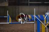 wedstrijd agility friends zondag